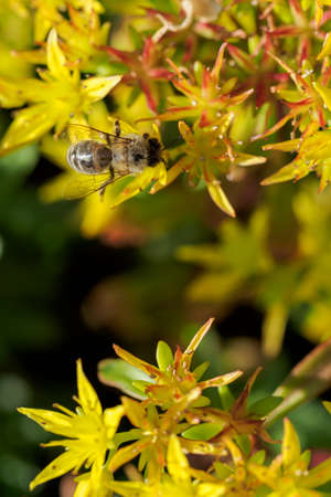 A bee on a yellow walker flower.