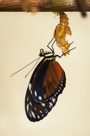 The exotic butterfly crawled out of its cocoon.