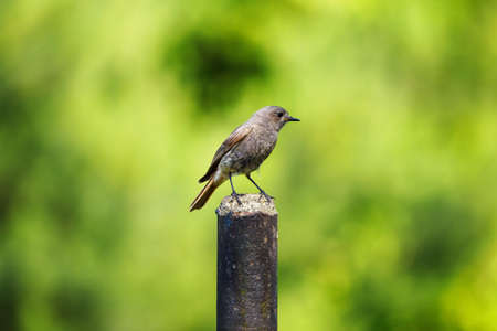 A brown bird standing on a metal fence post.の写真素材