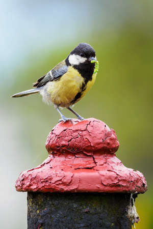 A cognac with a feed in its beak outside.の写真素材