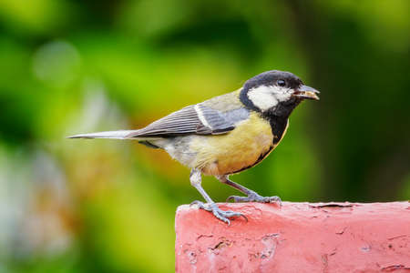A cognac with a feed in its beak outside.の写真素材