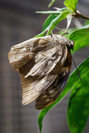 The drying wings of a tropical butterfly on a plant.