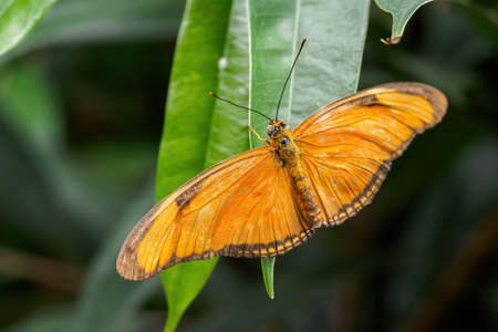 A large tropical butterfly with orange wings.