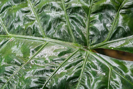 Detail of a large green leaf of a tropical plant.