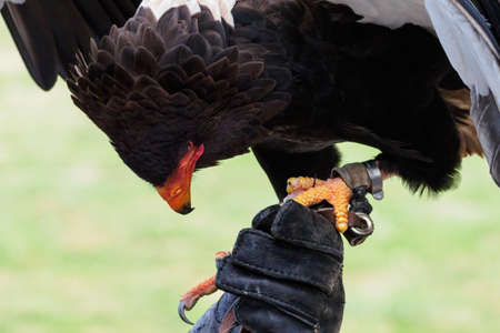 An eagle juggler stands on a bird's glove.の写真素材