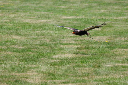 The Eagle Conjurer flies onto the lawn.