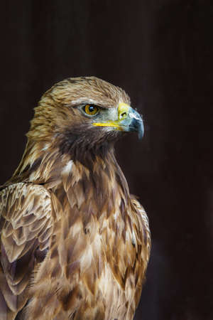 Portrait of a glass eagle with a dark background.