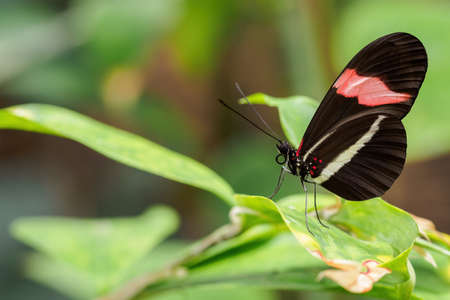 Exotic butterfly with wing stripes.