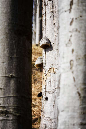 Inedible mushroom growing on a tree trunk.