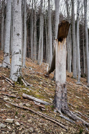 A broken beech trunk in the woods after a gust of wind.