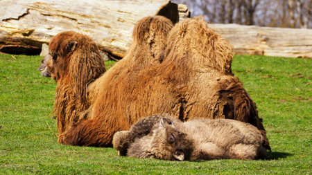 Lying cub and adult sitting camel outdoors on a green lawn.