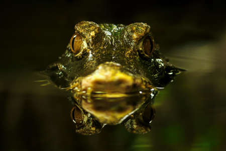 Little crocodile in the water.の写真素材