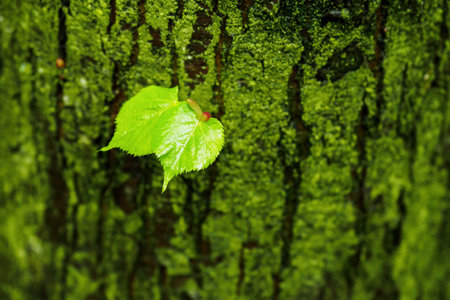 Young lime leaves on a twig by a tree trunk.の写真素材