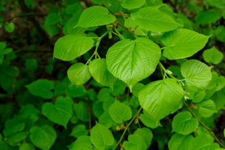 Fresh green lime leaves in nature.の写真素材