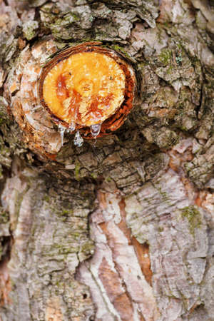 Pruned branch near a pine trunk with dripping sap.の写真素材