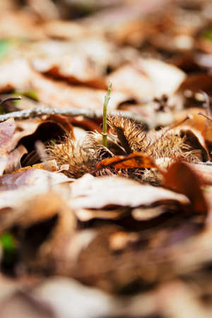 Beech tree lying on a leaf and growing a young plant.