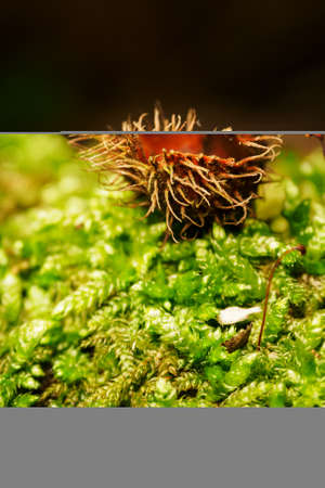 An open beech lying on the moss.の写真素材