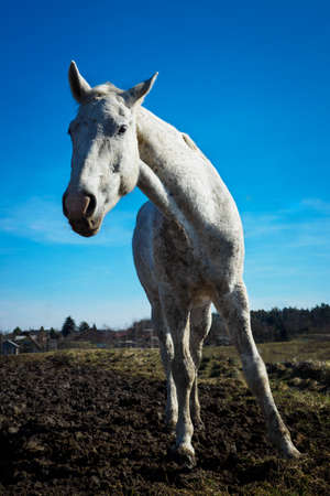 White horse outdoors with blue sky in the background.の写真素材