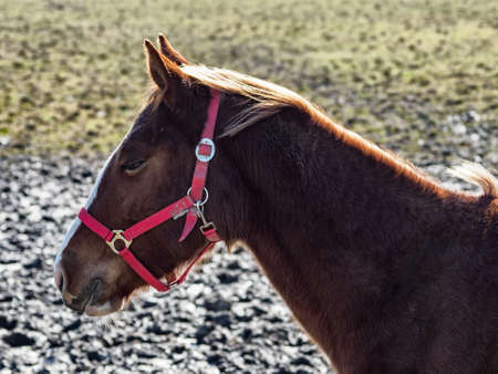 Portrait of a brown horse outdoors with a red harness.の写真素材