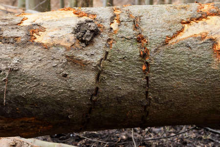 Torn off parts of the beech bark in detail after towing the trunk.