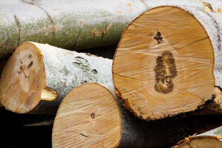 Detail of beech trunks after cutting with a chainsaw.