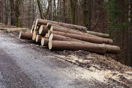 Stacked spruce trunks in the forest by the road.