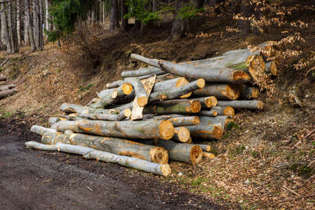 Stacked beech trunks in the forest by the road.