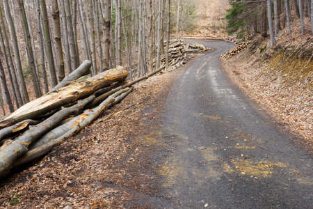 Stacked beech trunks in the forest by the road.