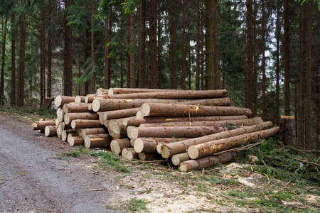 Stacked spruce trunks in the forest by the road.
