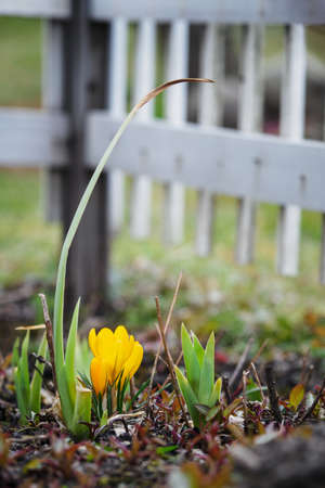 Crocus vernus - orange crocus flowers in spring with a small white fence in the background.の写真素材