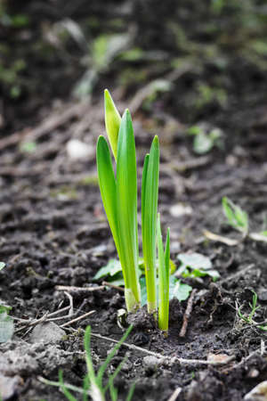 Primula veris - Yellow primrose flowers in detail.の写真素材