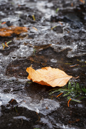 Dry beech leaf on a frozen pool.の写真素材