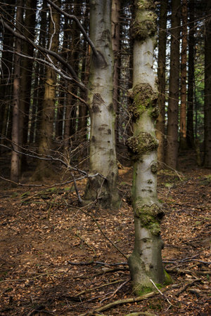 Tumors on a tree trunk in the forest.