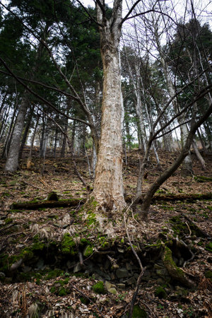Tree trunk with exposed roots and peeling bark.の写真素材