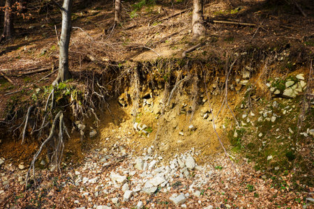 Exposed tree roots at a landslide.の写真素材