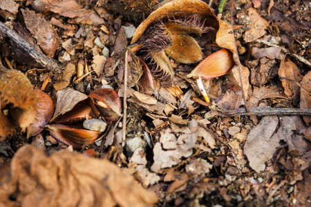 Beech on the ground with a sprout.