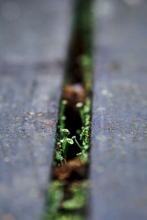 Clove green mushroom growing between the plates.の写真素材