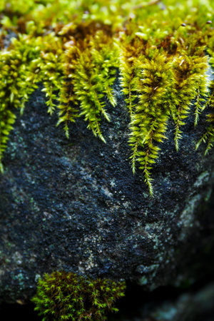 Lush green moss growing on a stone.の写真素材
