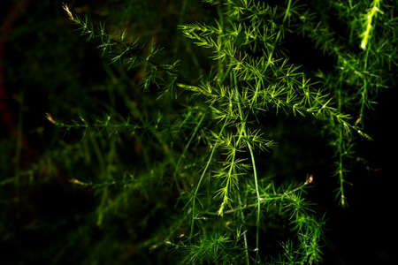 Fresh tiny asparagus leaves in detail.の写真素材