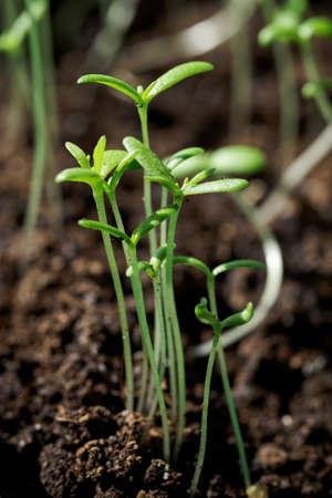 Young and lush green plants growing in the soil.の写真素材