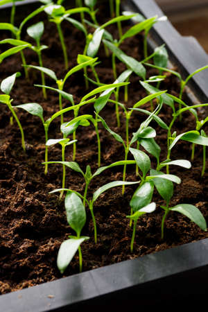 Lush green plants growing in a box in detail.