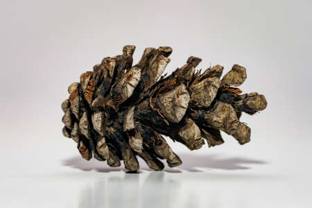 Opened pine cone on a white background.