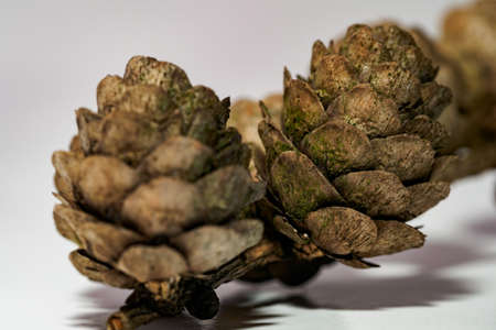 Larch cone on a stalk with a white background.