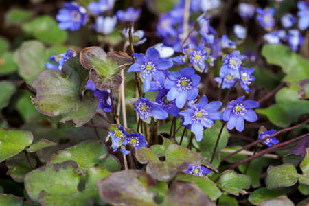 Blue flowers of liverwort in detail.の写真素材