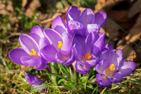Purple crocus flowers outdoors in nature.