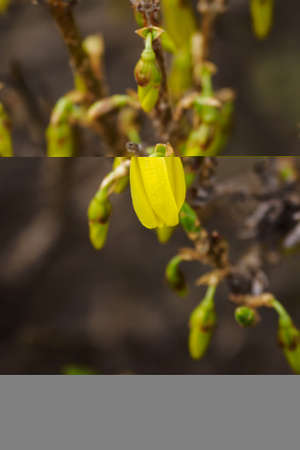 Unopened flower of golden rain on the plant.の写真素材