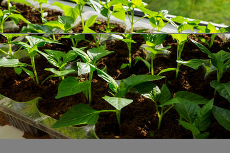 Pepper seedlings in a box by the window.の写真素材