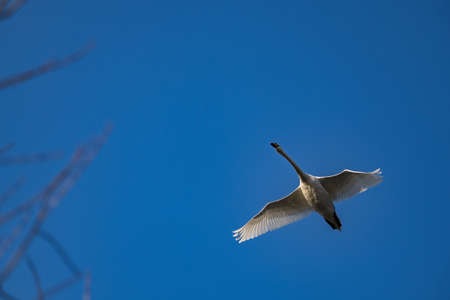 A swan flying over the branches of a tree.の写真素材