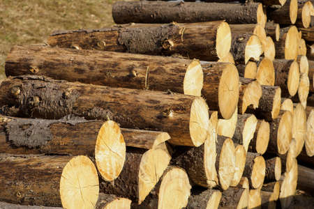 Cut meter-long logs of spruce in a pile.