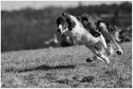 Dog running in the meadow black and white.の写真素材